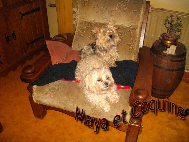 Maya et Coquine